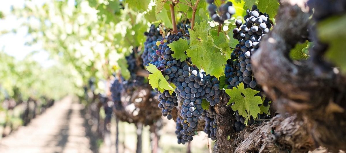 Sortenreine Weine, Bottled Grapes, Pixabay