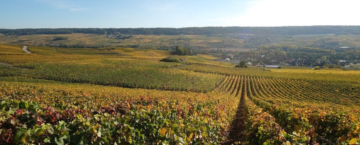 Blick auf die Weingärten in der Champagne