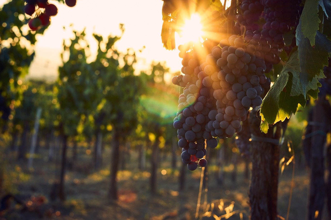 Rote Weintrauben die an einem Weinstock hängen, im Sonnenuntergang