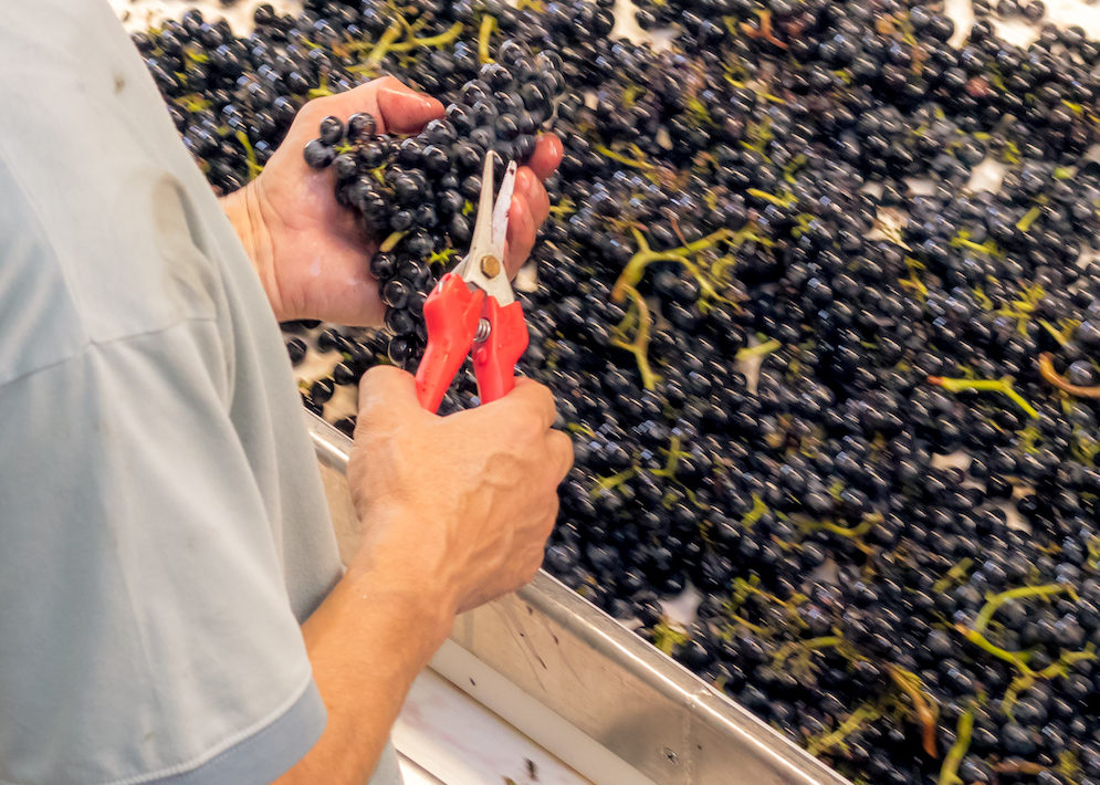 Rote Weintrauben werden am Selektiertisch per Hand überprüft.