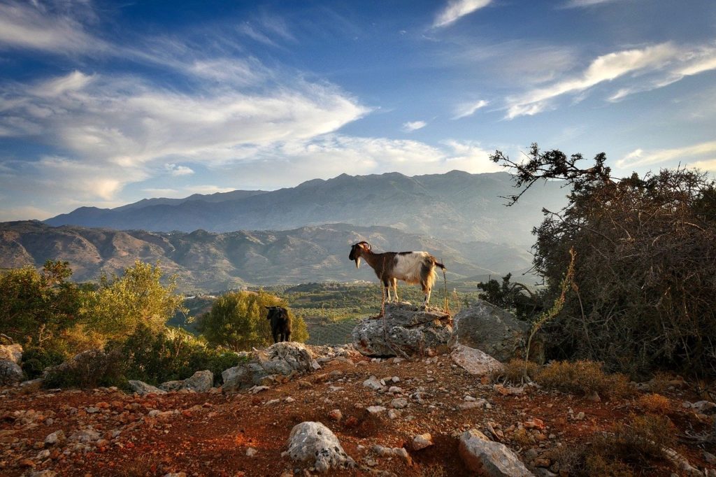 In den Bergen der griechischen Insel Kreta steht eine Ziege auf einem Stein