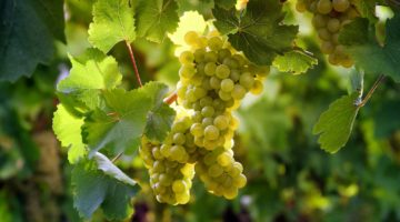 Trauben der Rebsorte Neuburger am Rebstock im Sonnenlicht