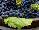 Gemischter Satz: Weiße und blaue Weintrauben in einem Holzbottich