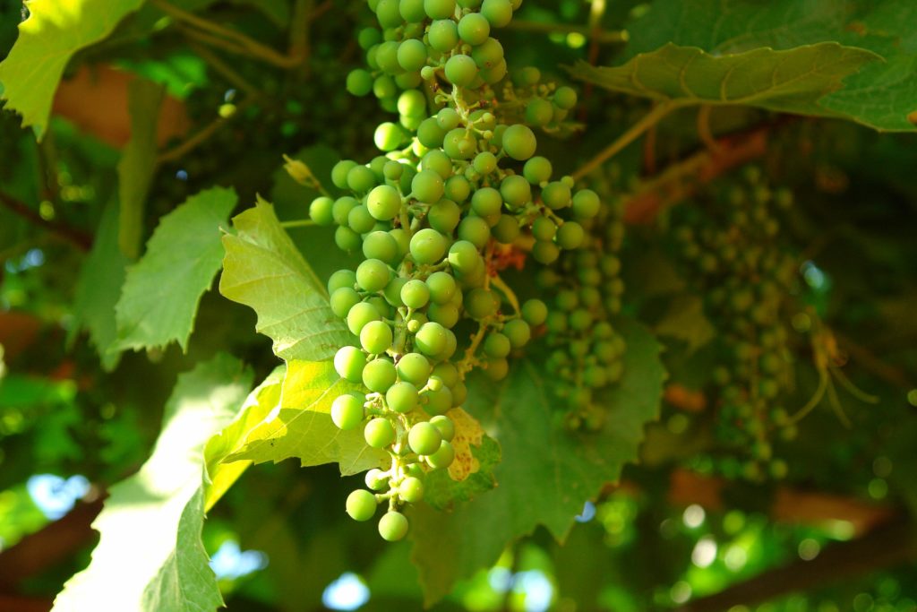Grüne Weintrauben an einem Rebstock