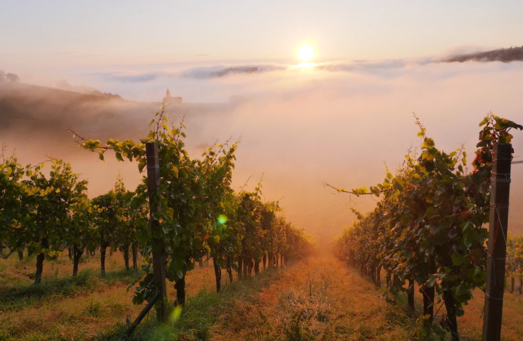 Weingarten vom Weingut Kögl in der Südsteiermark