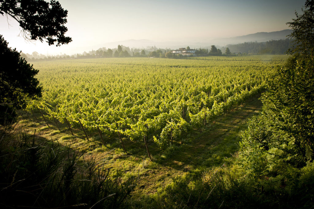 Rebflächen im portugiesischen Vinho Verde, wo Trauben für Schaumweine wachsen