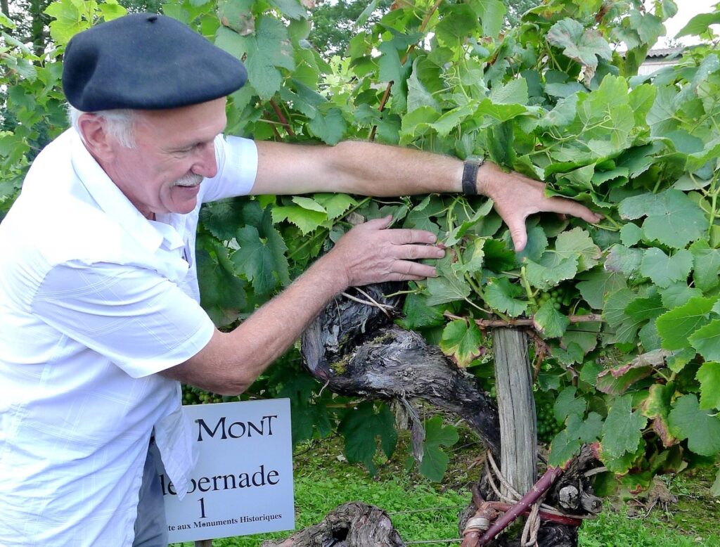 Winzer in seinem Weingarten