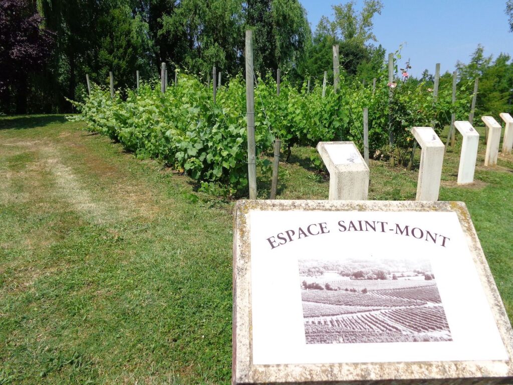 Kleiner Weingarten in der Appellation Saint-Mont