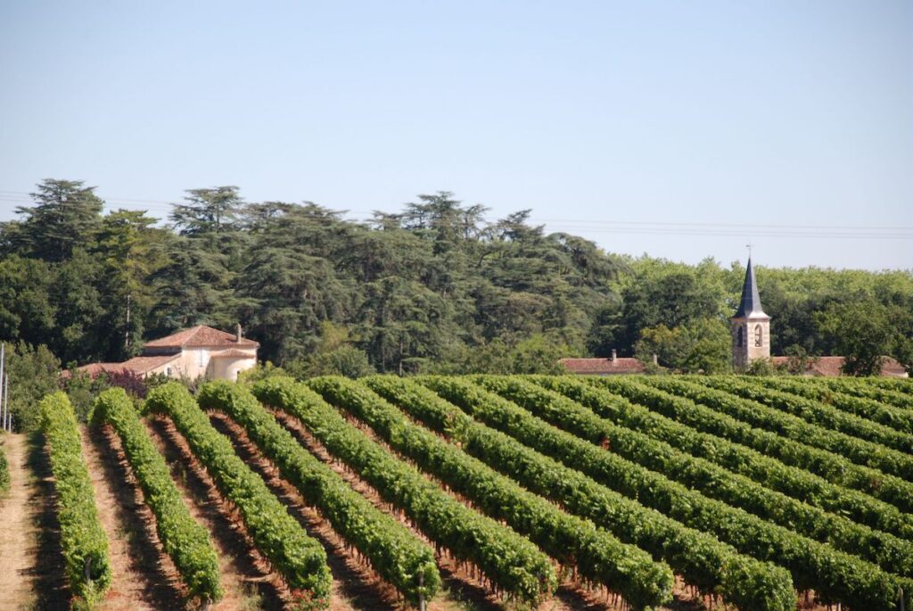 Weingarten in der Appellation Saint-Mont in Südwest-Frankreich