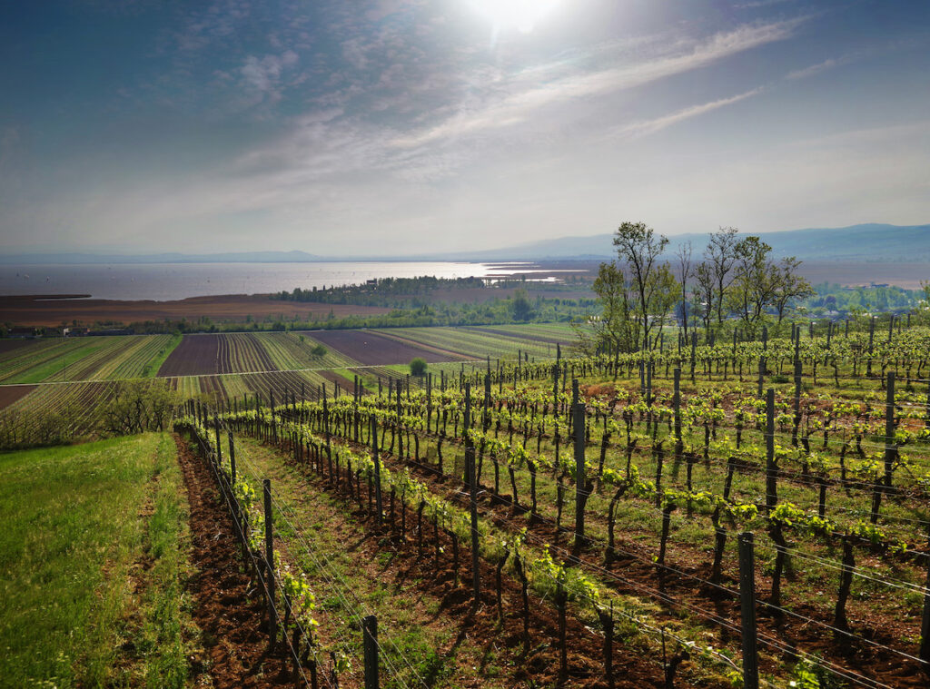 Blick auf einen Weingarten am Neusiedlersee in Österreich