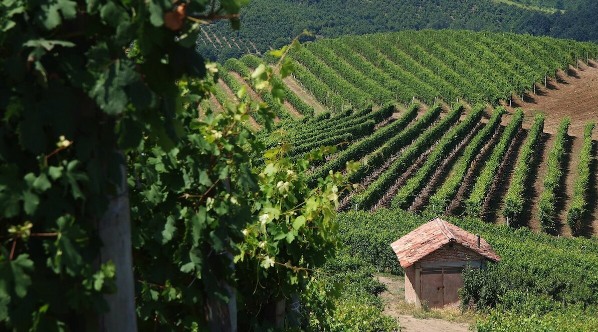 Blick auf Weinberge in Monferrato im italienischen Piemont