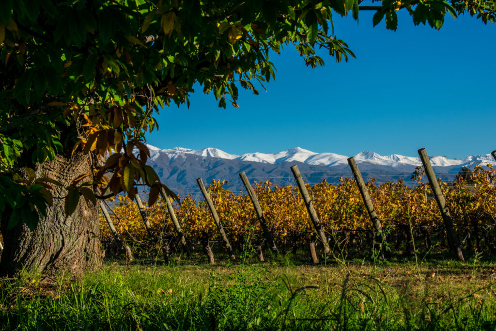 Die Anden hinter einem Weingarten in Argentinien