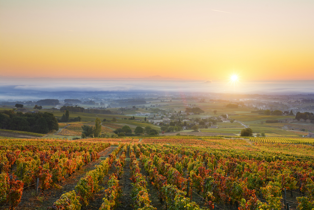 Blick auf die Gamay-Weingärten im französischen Beaujolais im Herbst bei Sonnenaufgang