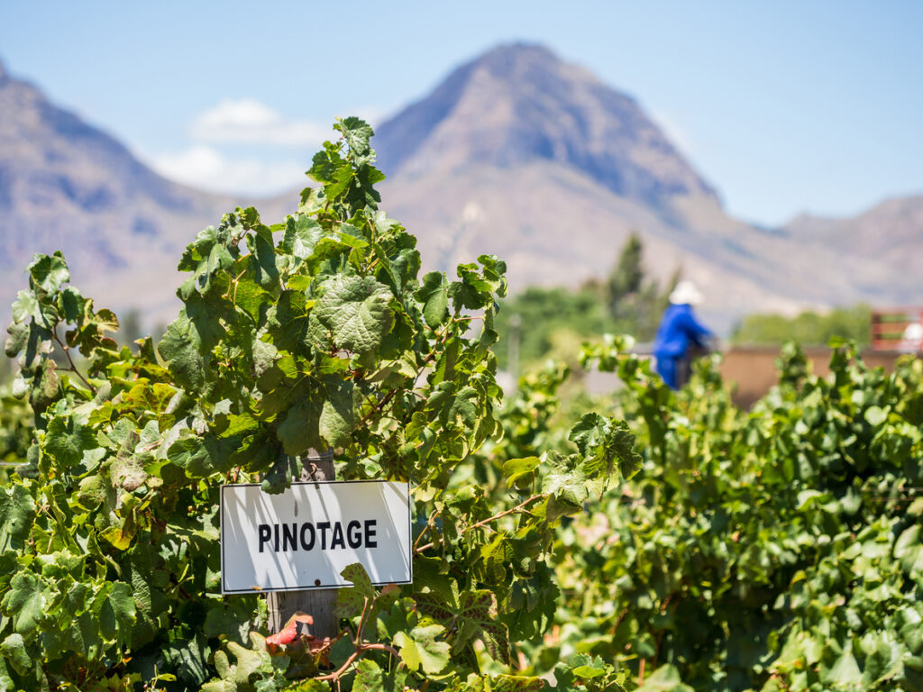 Weingarten mit Pinotage in Südafrika