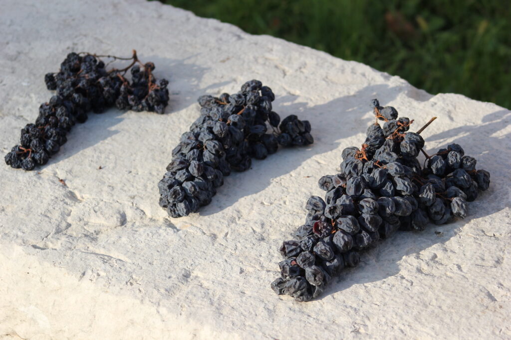 Mittels Appassimento-Verfahren getrocknete blaue Trauben für den Amarone della Valpolicella