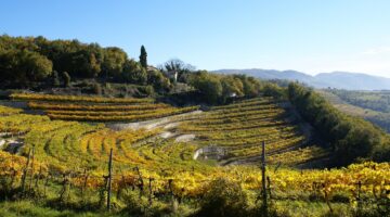 Blick auf die Weingärten, in denen die Trauben für den Amarone della Valpolicella wachsen