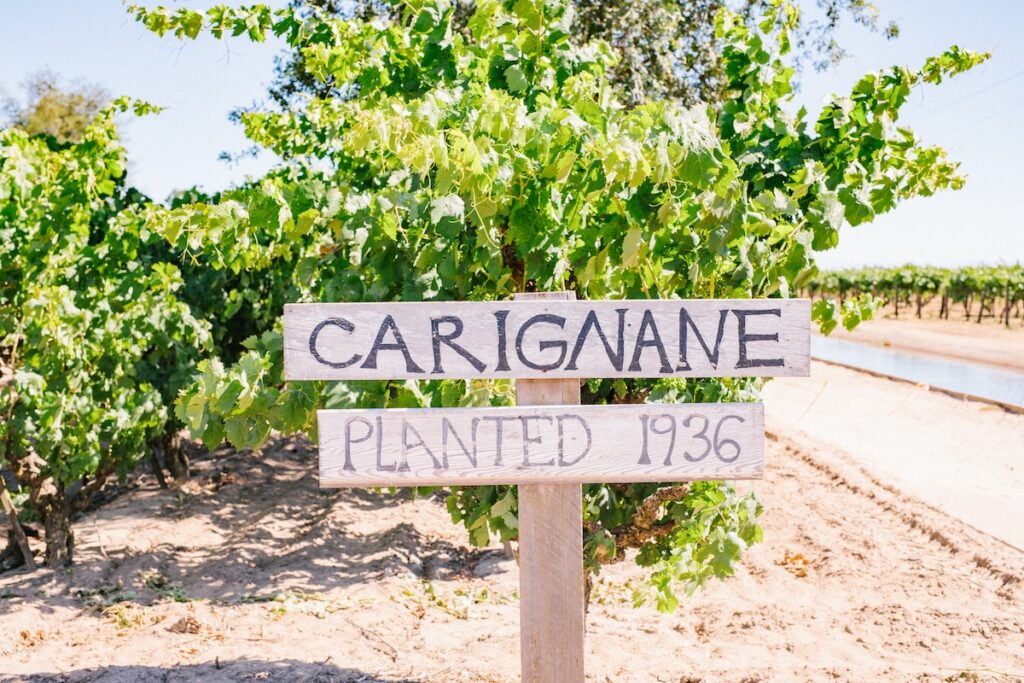 Carignane-Weinberg im kalifornischen Lodi