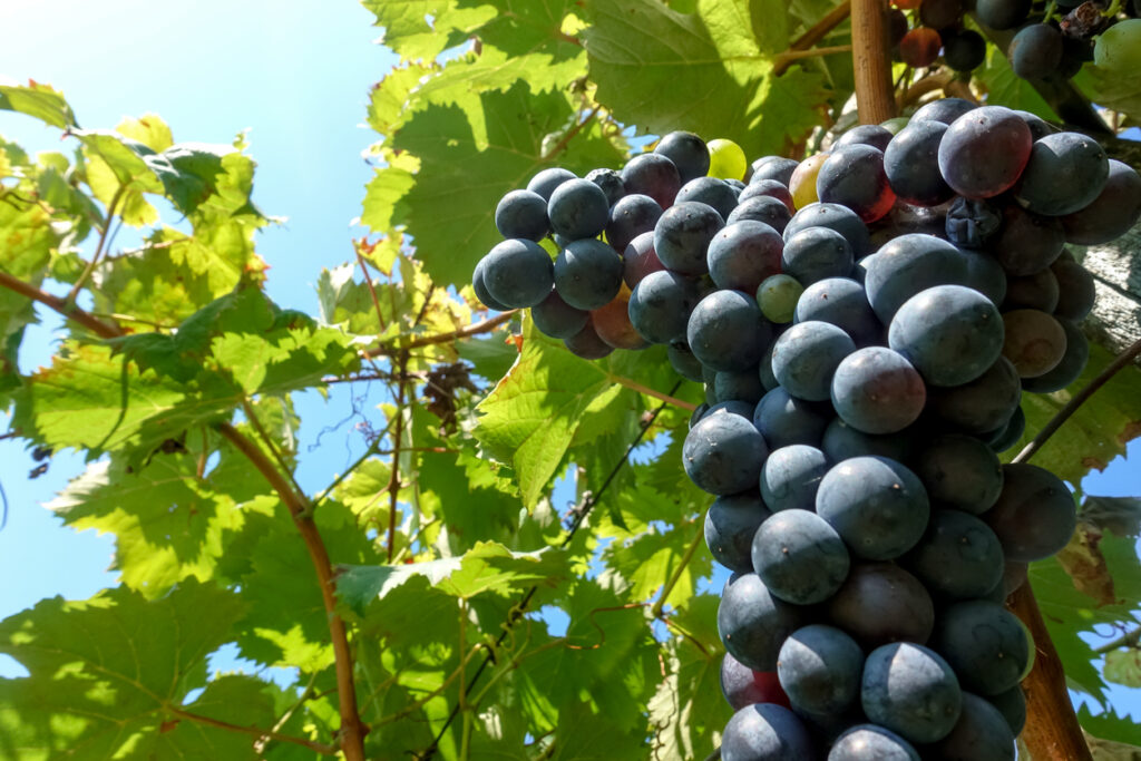 Corvina-Traube am Rebstock in einer Nahaufnahme