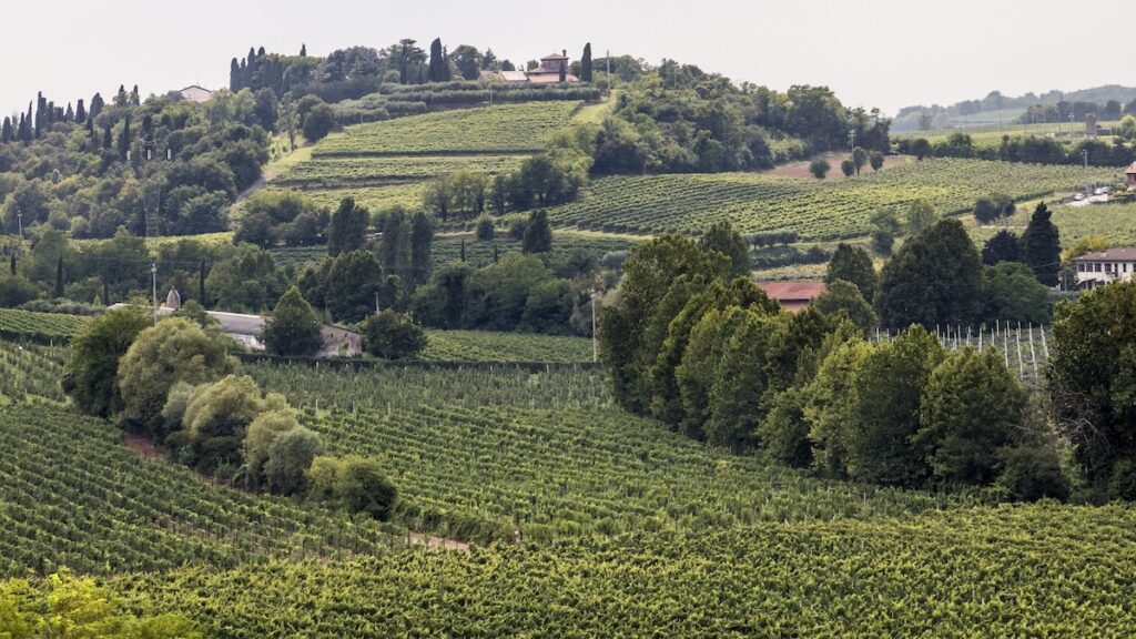 Blick auf den Cru Sommacampagna im italienischen Anbaugebiet Bardolino