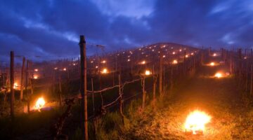 Frostkerzen gegen Spätfrost im Weinberg