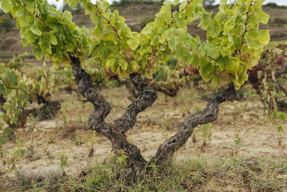 Alte Tempranillo-Reben in der Rioja in Spanien