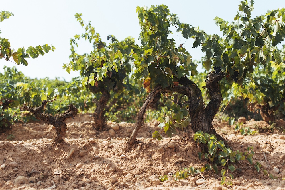 Viñedo Singular entsteht aus diesen Rebstöcken