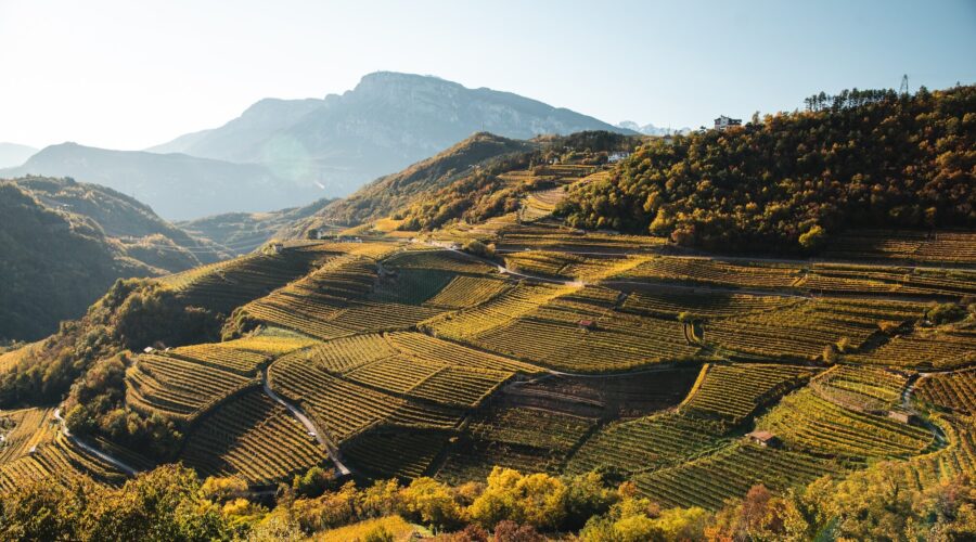 Herbstliche Landschaft samt Weinberge in Trentino